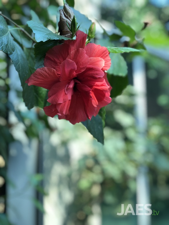 Flower in Zoo, Munchën